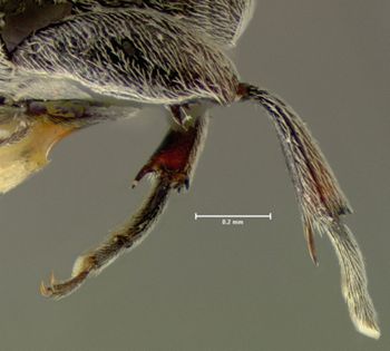 Media type: image;   Entomology 25047 Aspect: hind tibia